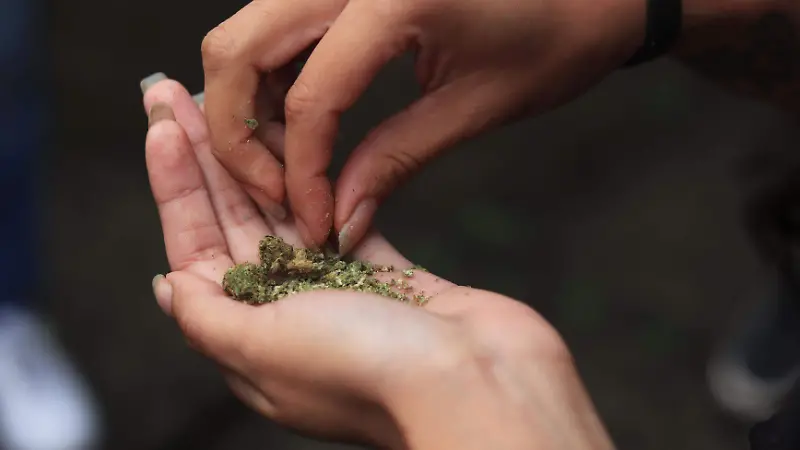 cannabis marihuana mariguana 